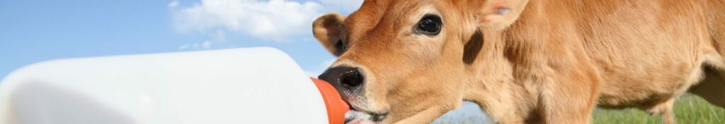 calf eating