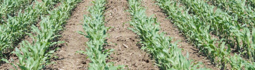 corn