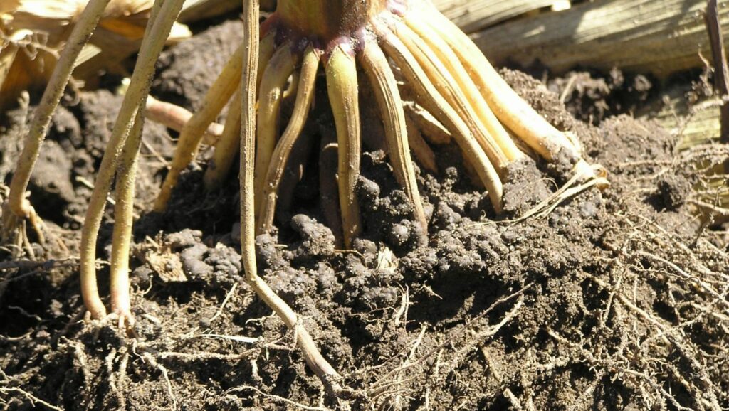 Manternach_Corn Roots