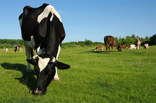 cows eating grass
