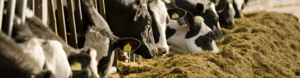 cows eating