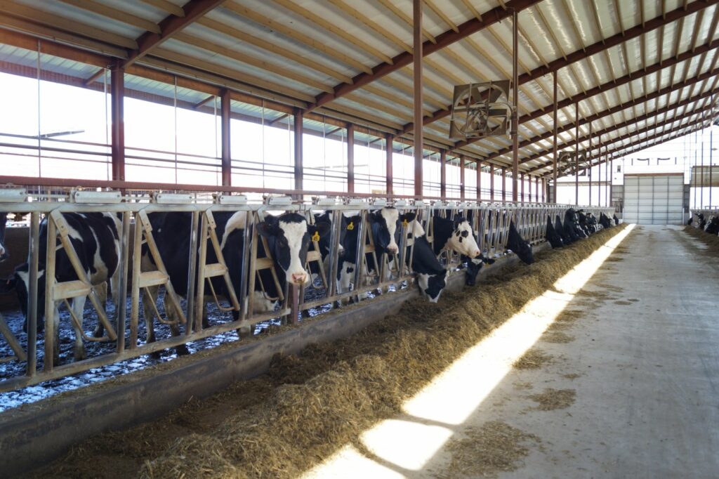 cows in barn