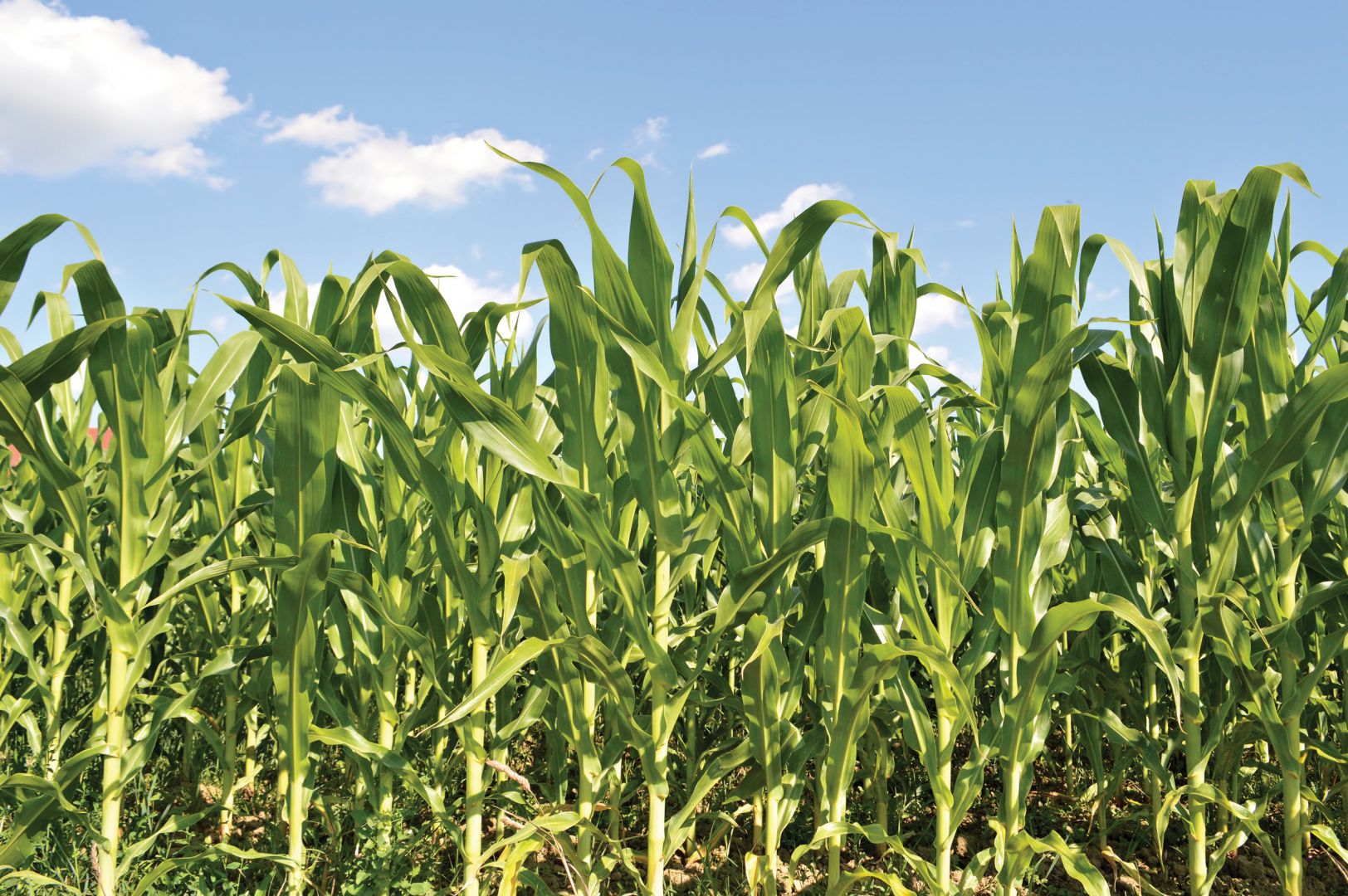 corn benefits