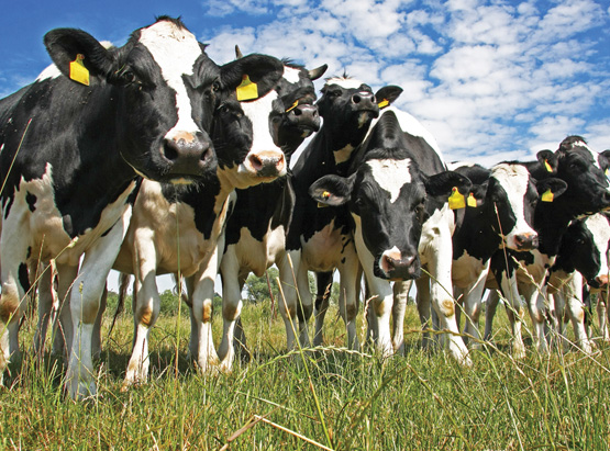 Improving Dairy Profitability