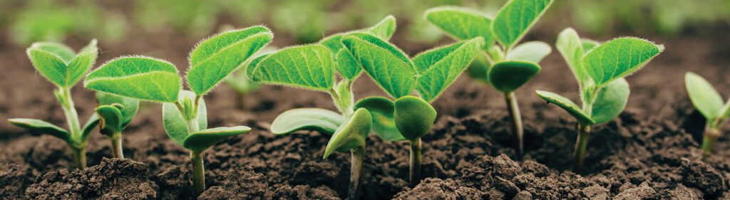 soybeans_blog