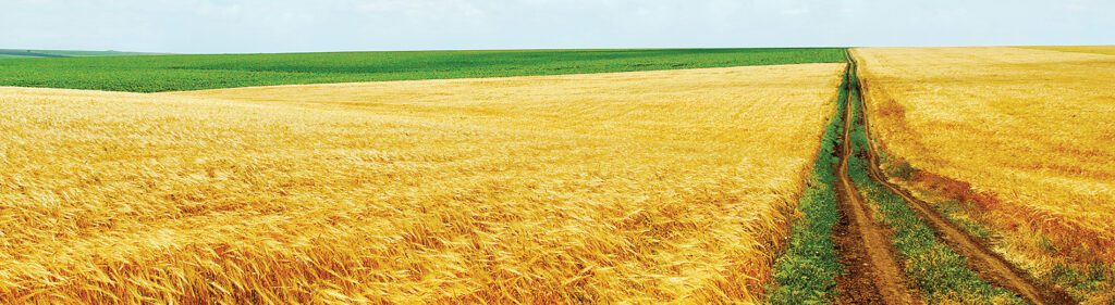 wheatfieldroad