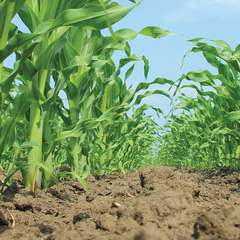 corn farm land