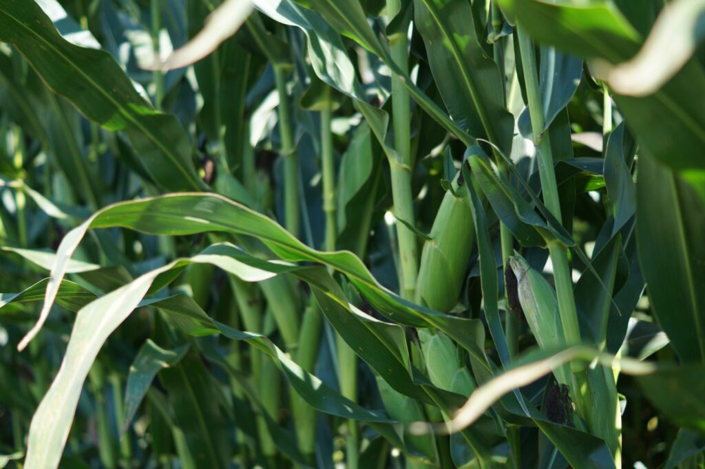 corn plant