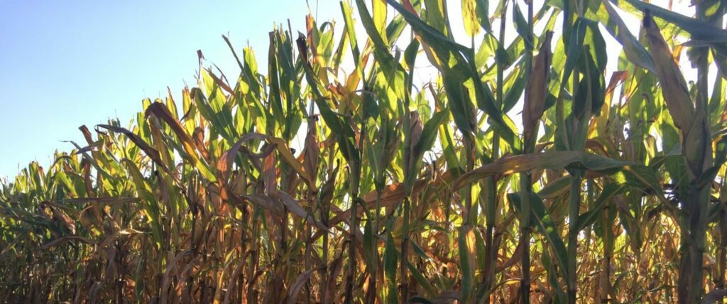 corn