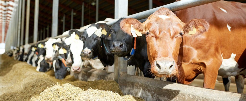 brown cow eating