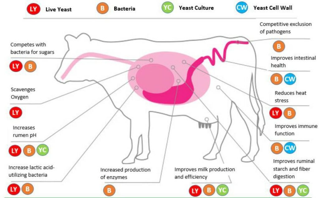Benefits of Probiotics for Dairy Cattle Midwestern BioAg