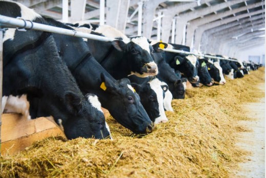 Cows in Freestall