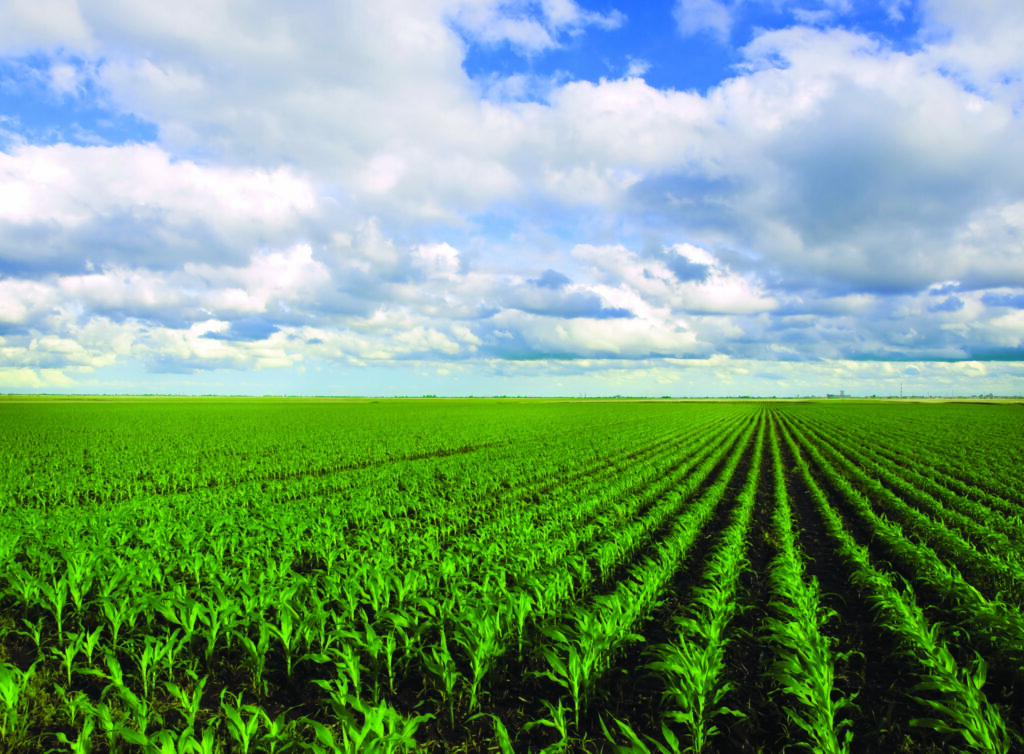 Corn Field