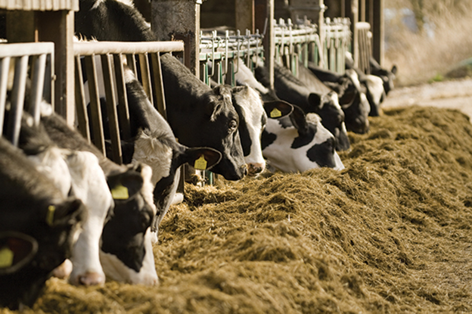 Cows eating