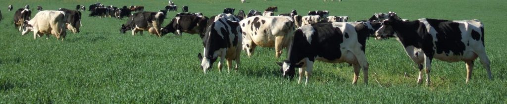 Cows in pasture