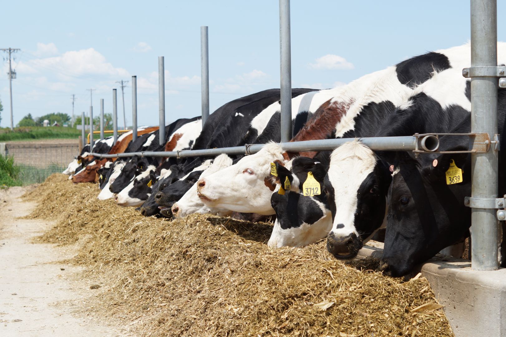 cows outside eating