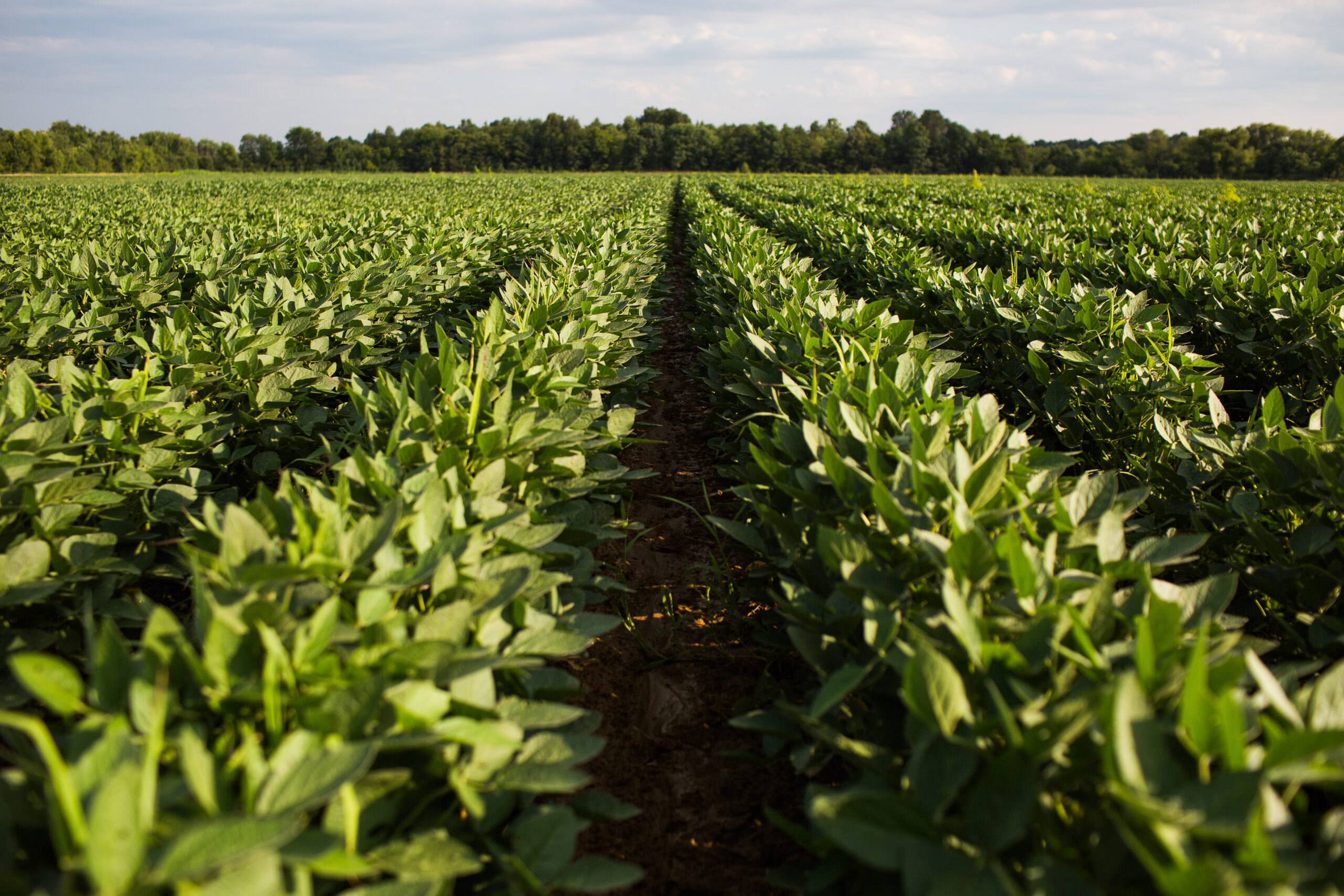 Row Crops