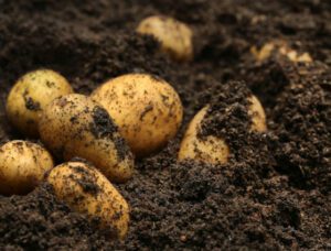 MBA Potatoes Research