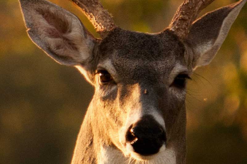 MBA Wildlife Food Plots