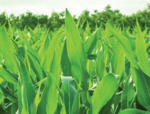 MBA helps corn and oats