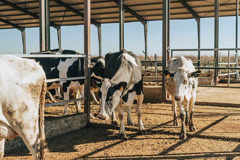 cows in barn