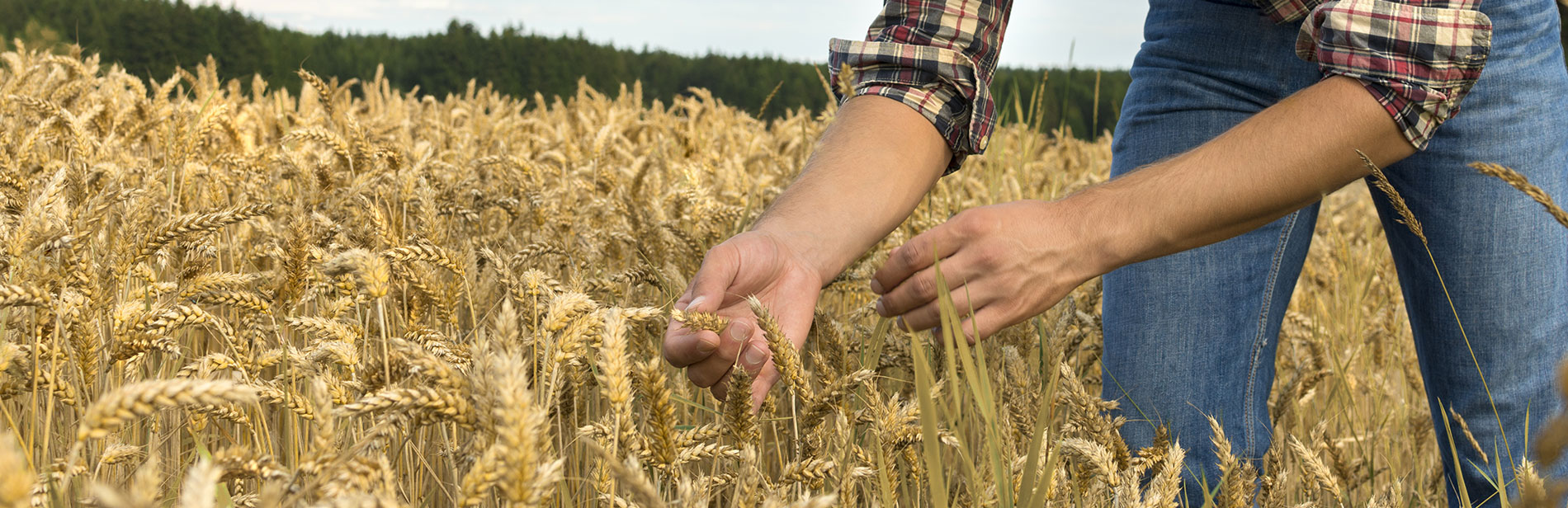 MBA Checking Wheat