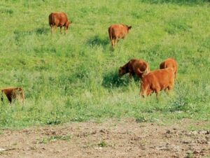 MBA Livestock Nutrition