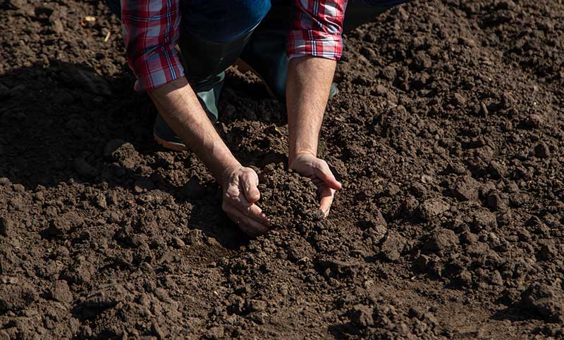 Checking Soil Health