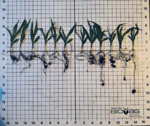 Bio-Gel NSurge with UAN on the right, control on the left. 