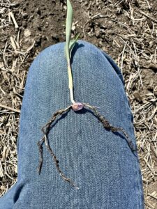 2 qt/ac of Bio-Gel NSurge treatment + pre-emerge. Trial in Western, Iowa. 