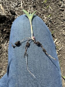 1 qt/ac Bio-Gel NSurge treatment + pre-emerge. Trial in Western, Iowa. 
