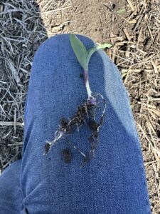 Control with pre-emerge, no Bio-Gel 